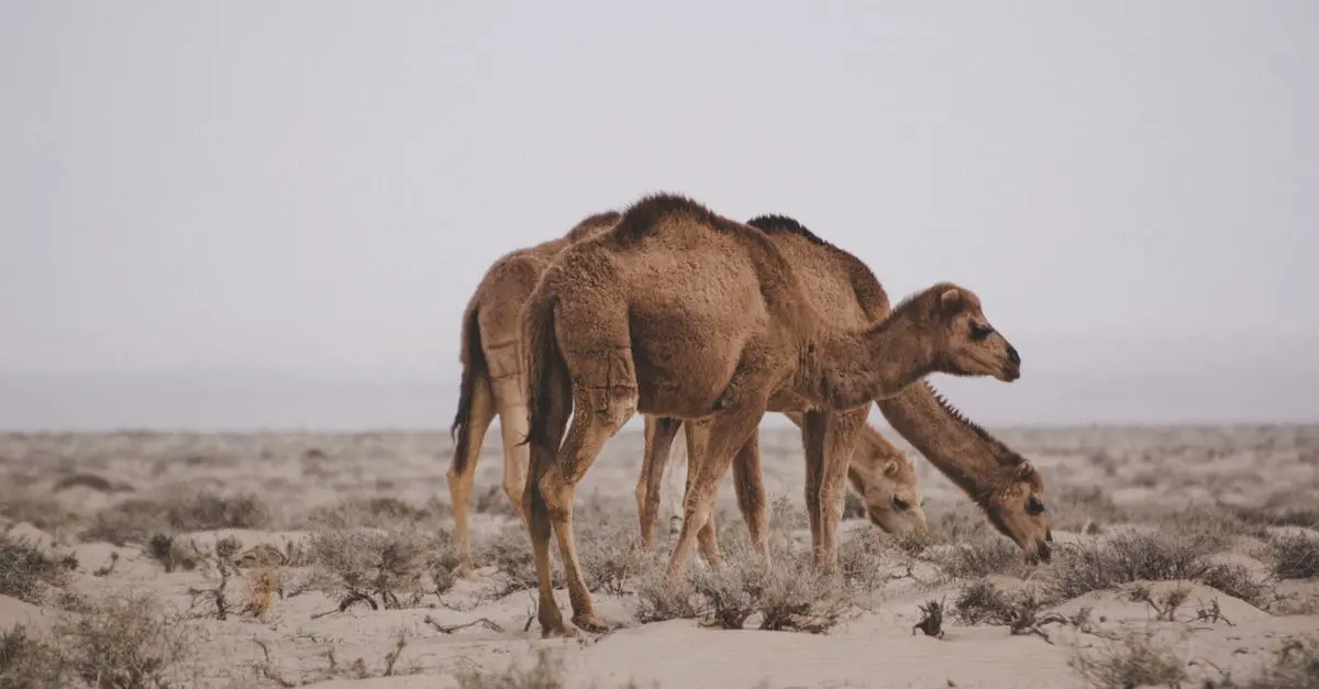 Introducción al diseño gráfico: Lo que necesitas saber